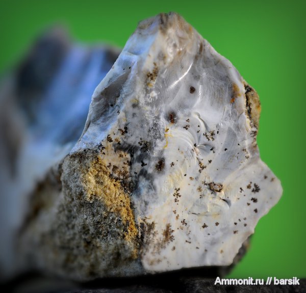 окаменевшее дерево