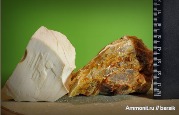 окаменевшее дерево