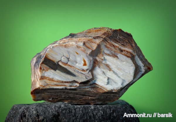 окаменевшее дерево