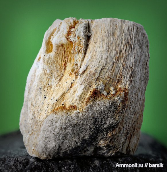 окаменевшее дерево