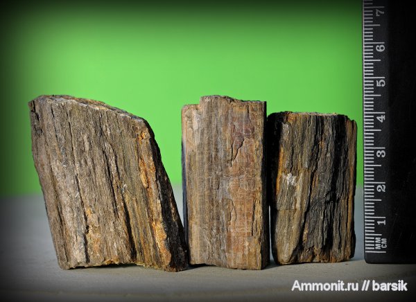 окаменевшее дерево