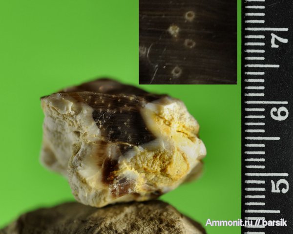 окаменевшее дерево