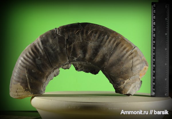 аммониты, Ammonites