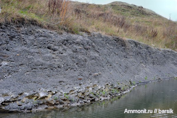 аммониты, Ammonites