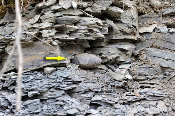 аммониты, Ammonites