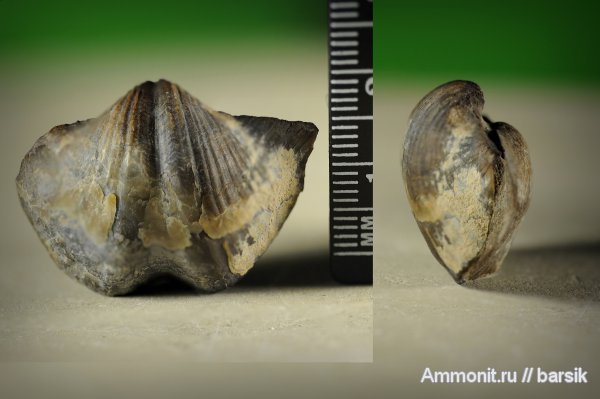 брахиоподы, Spiriferida