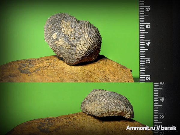 брахиоподы, продуктиды, Productida