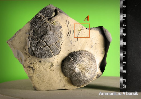 брахиоподы, продуктиды, Productida