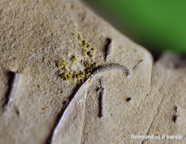 брахиоподы