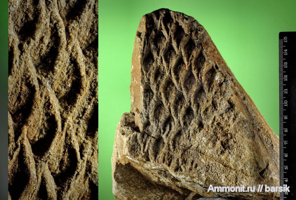 лепидодендрон, Lepidodendron