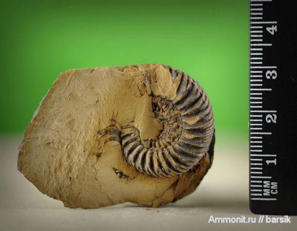 аммониты, Parkinsonia, Ammonites