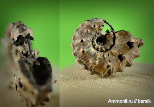 аммониты, Kosmoceras, Ammonites