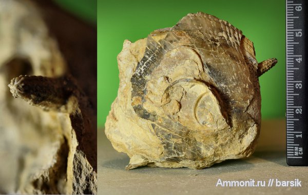 морские ежи, Cidaroida