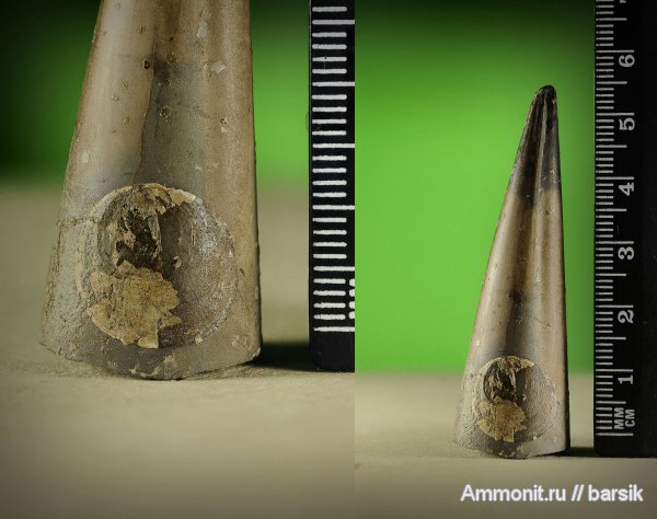 белемниты, ростры, belemnites