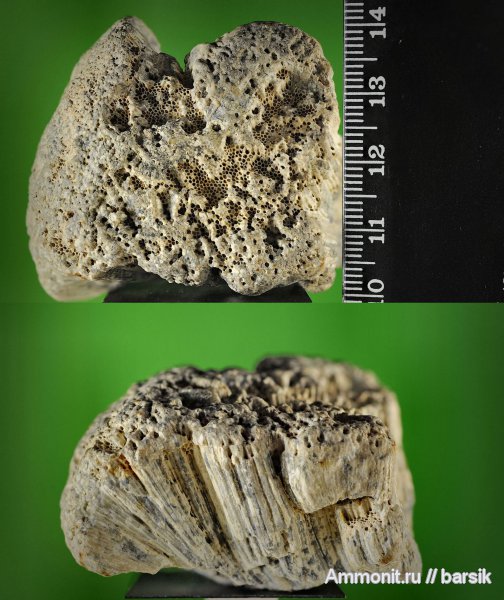 губки, Chaetetes