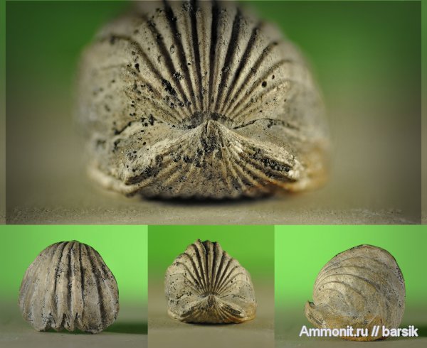 брахиоподы, Mosquella oxyoptycha, Mosquella, Rhynchonellida