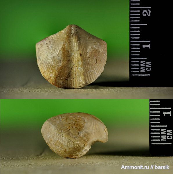 брахиоподы, Cyrtospirifer, Spiriferida