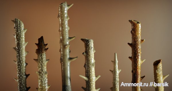 морские ежи