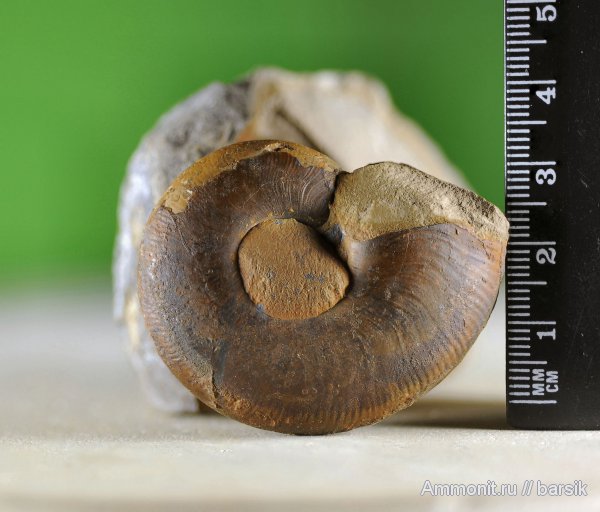 аммониты, устье, Ammonites, Lissoceras