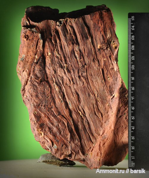 растения, сигиллярия, Sigillaria