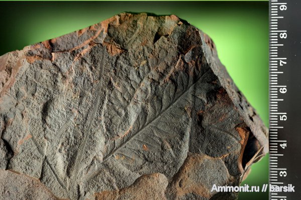 окаменевшее дерево, Linopteris rubella, Linopteris