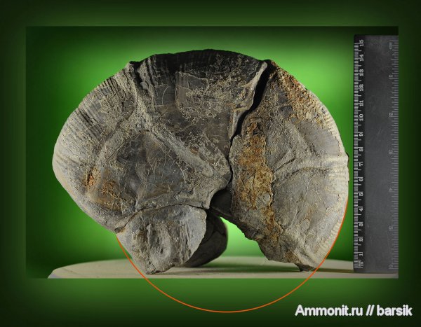 аммониты, Holcophylloceras, Ammonites, Holcophylloceras zignodianum, Phylloceratidae