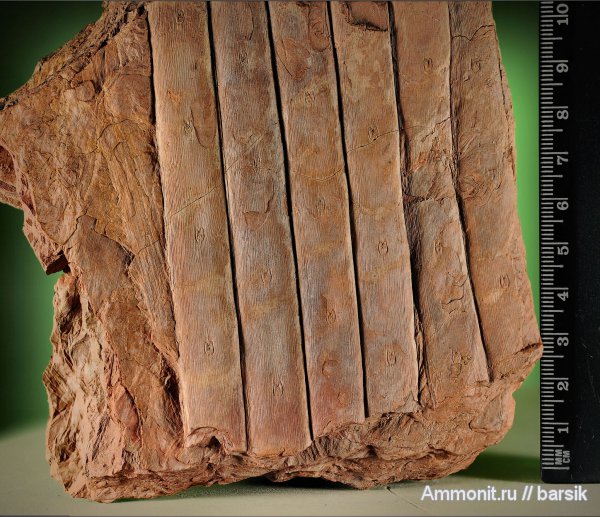 растения, сигиллярия, Sigillaria, Syringodendron