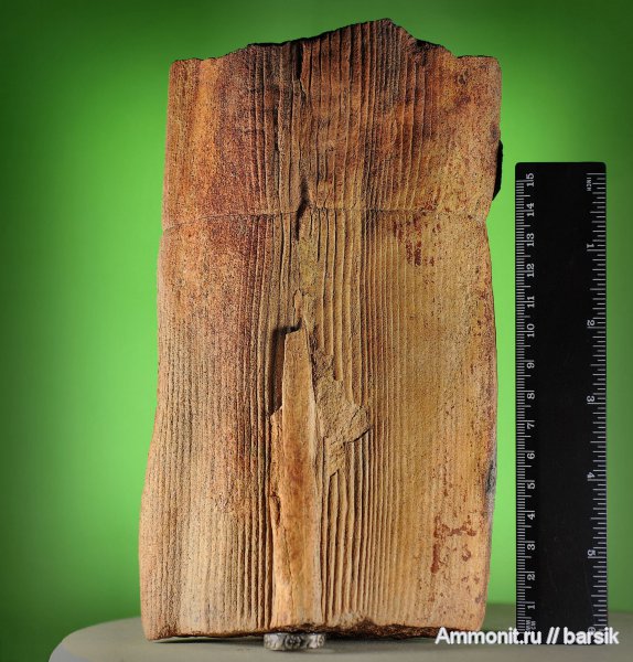 окаменевшее дерево, каламиты