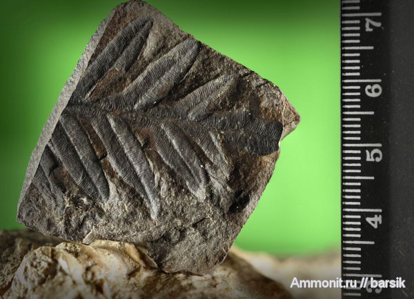 Alethopteris, Alethopteris decurrens