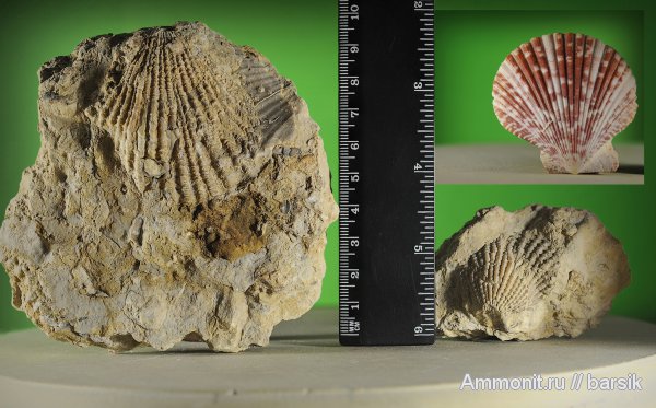 палеоген, двустворки, Chlamys