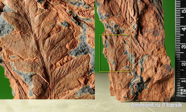 растения, Mariopteris