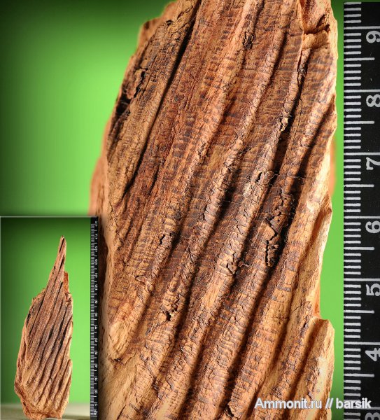 растения, сигиллярия, Sigillaria