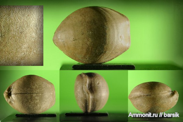 брахиоподы, палеоген, Terebratulidae, Terebratulida