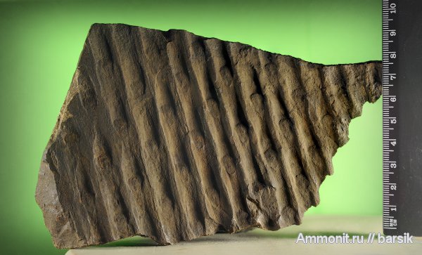 растения, сигиллярия, Sigillaria