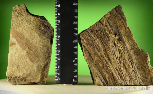 растения, сигиллярия, Sigillaria