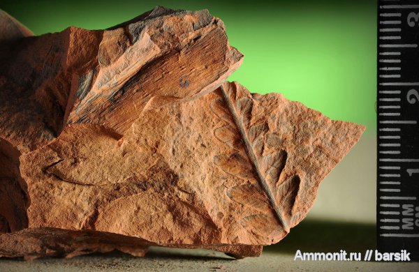 растения, Mariopteris, Mariopteris muricata