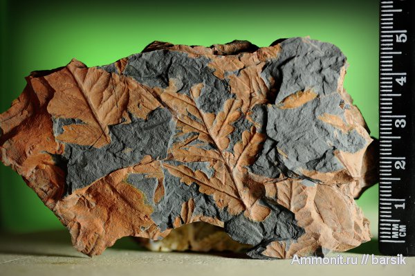 растения, Mariopteris