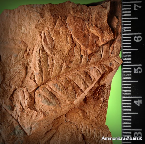 растения, Mariopteris