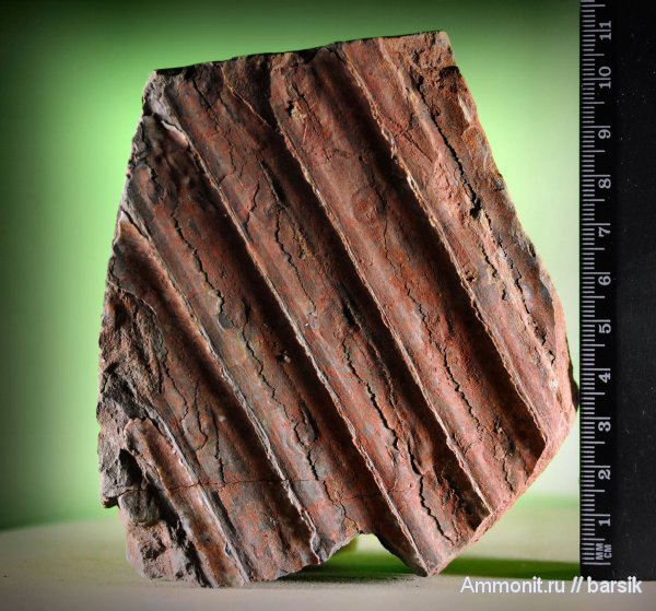 растения, сигиллярия, Sigillaria