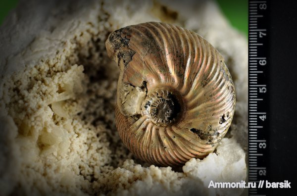 аммониты, Quenstedtoceras, Ammonites