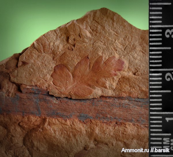 растения, Mariopteris