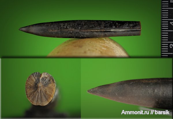 белемниты, ростры, Hibolithes, belemnites