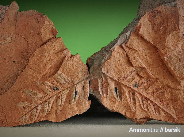 растения, Mariopteris