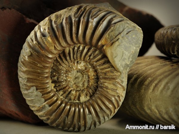 аммониты, Parkinsonia, Ammonites