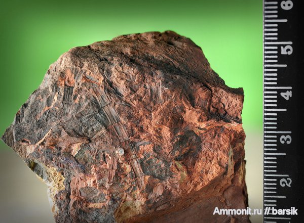 растения, Sphenophyllum