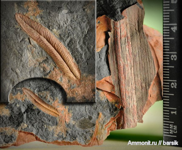 Neuropteris, Neuropteris rectinervis