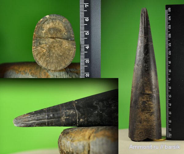 белемниты, Megateuthis, Megateuthis suevica, belemnites