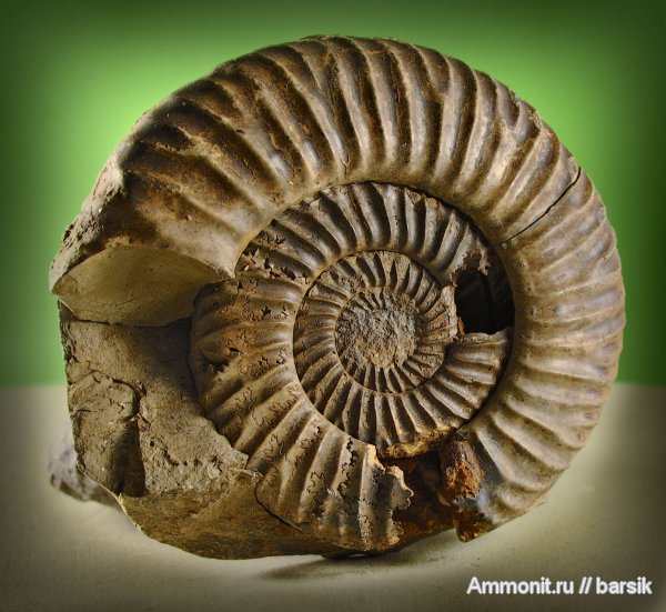аммониты, Parkinsonia, Ammonites