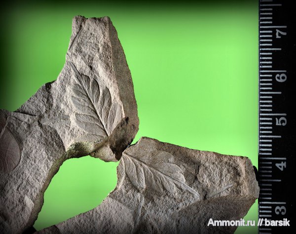 Mariopteris, Mariopteris nervosa