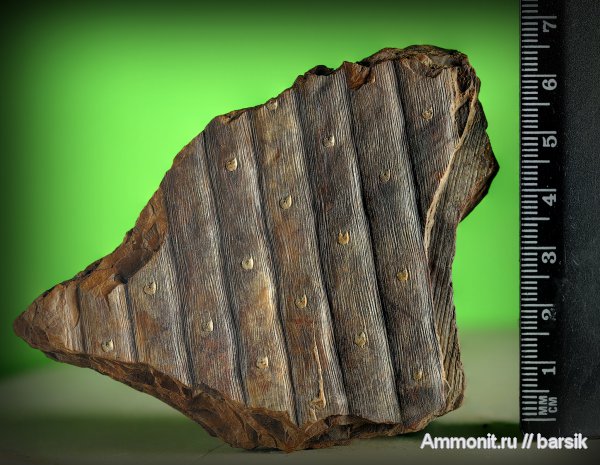 карбон, растения, сигиллярия, плауновидные, Sigillaria